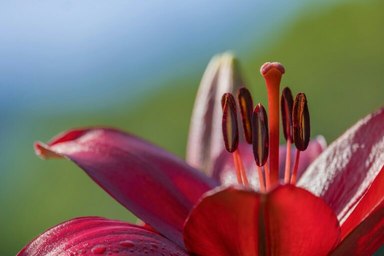 a close up of a red flower with water droplets