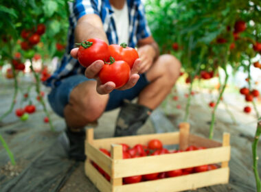 Nowoczesny oraz dobrze zaopatrzony sklep ogrodniczy online - bezcenna zieleń dla wszystkich